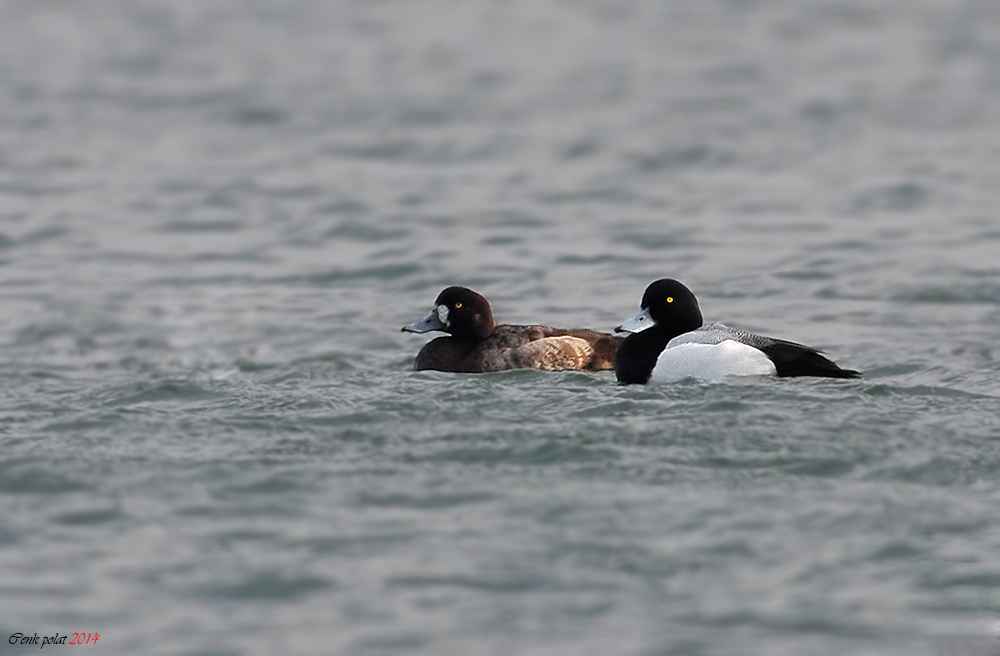 Greater Scaup